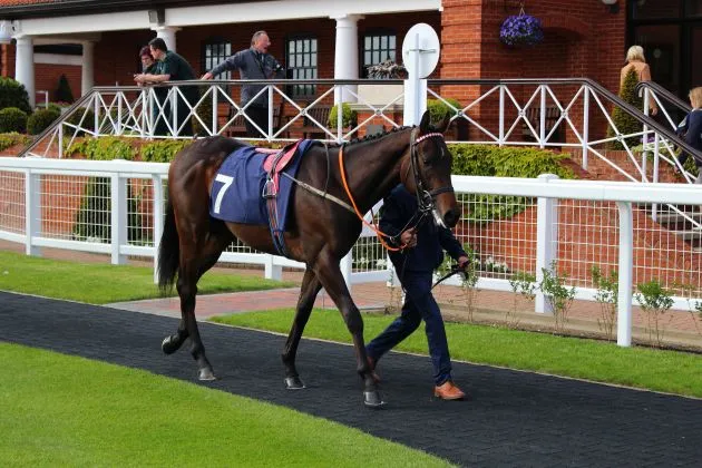 Dancinginthewoods in the paddock @ HQ