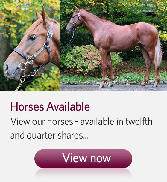 Horses Available